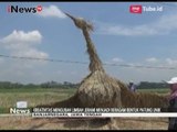 Festival Jerami, Petani Kreatif asal Banjarnegara Sulap Jerami Menjadi Patung - iNews Malam 09/09