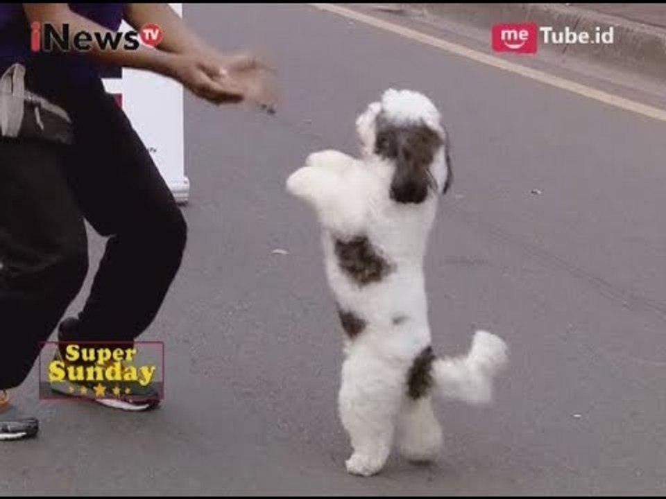 Mengajari Hewan Peliharaan untuk Beratraksi Part 05 - iNews Pagi Super Sunday 10/09