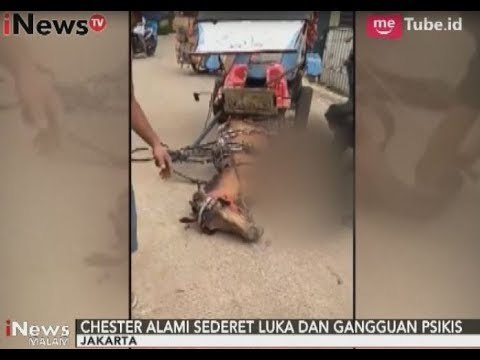Chester Sang Kuda yang Sempat Viral Dianiaya Pemiliknya Kini Sudah Membaik - iNews Malam 13/09