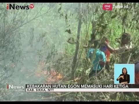 Tak Teratasi, Kebakaran Hutan Lindung di Flores Makin Bertambah - iNews Siang 19/09