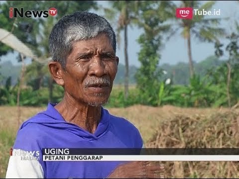 Lahan Tani Makin Berkurang, Produksi Para Petani Karawang Menyusut - iNews Malam 22/09