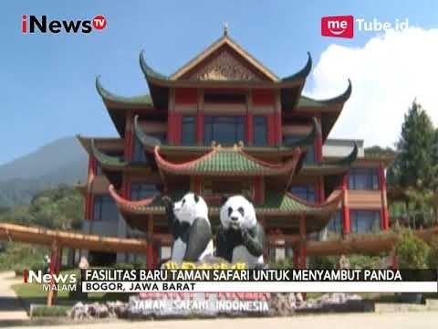 WOW!! Taman Safari Bogor Akan Kedatangan 2 Panda dari Tiongkok - iNews Malam 24/09