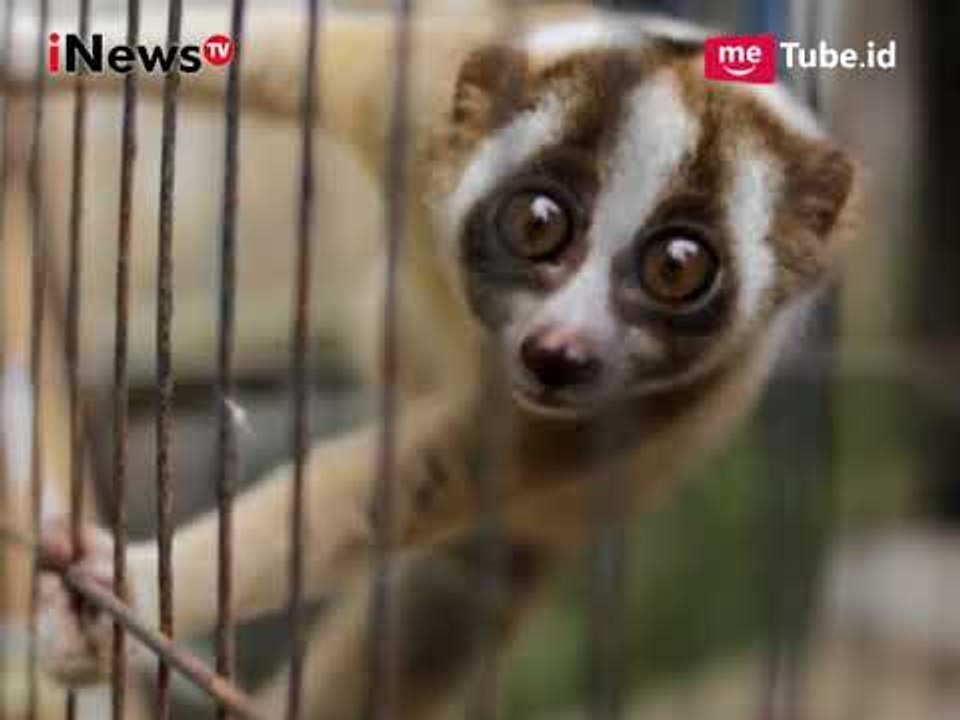 Masuk Kategori Hewan Langka dan Nyaris Punah, Kukang Jawa Ini Ditemukan Warga - iNews Malam 24/09
