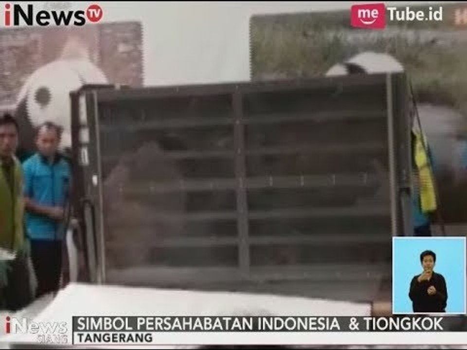 Pasca Menunggu 2 Tahun, Akhirnya Taman Safari Kedatangan Panda Dari Tiongkok - iNews Siang 28/09
