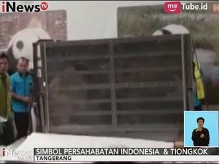 Pasca Menunggu 2 Tahun, Akhirnya Taman Safari Kedatangan Panda Dari Tiongkok - iNews Siang 28/09