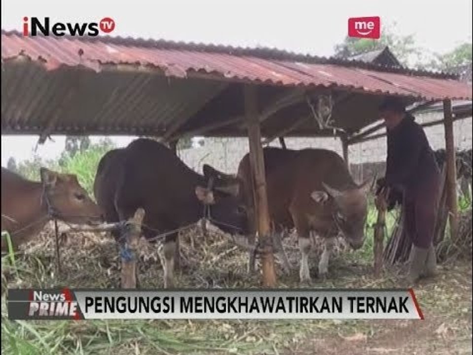 Khawatirkan Ternak, Pengungsi Gn Agung Pulang Ke Rumahnya untuk Mengurus Ternak - iNews Prime 28/09