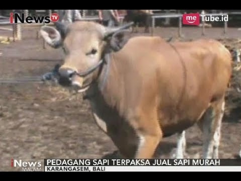 Dampak Gunung Agung, Pasir Menjadi Langka Hingga Sapi Harus Dijual Murah - iNews Malam 03/10