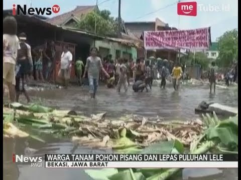 Tak Kunjung Diperbaiki, Warga Bekasi Blokir Jalan dengan Pohon Pisang - iNews Pagi 10/10