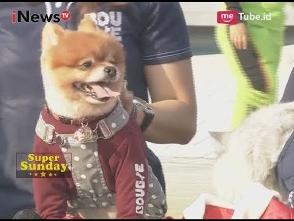 Lucunya Pakaian-pakaian Untuk Hewan - iNews Pagi Super Sunday 15/10