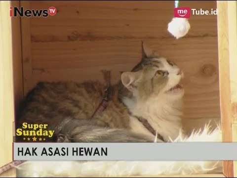 Hewan Memiliki Hak Untuk Dijaga Kelestariannya - iNews Pagi Super Sunday 15/10