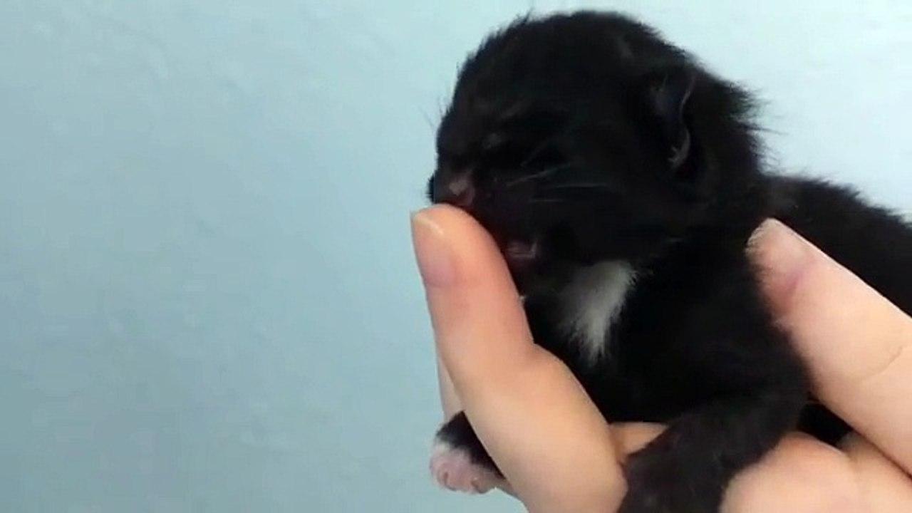 Look how cute this little kittie