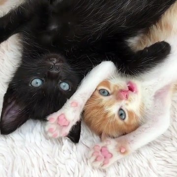 Look how cats act in front of camera & georges cats