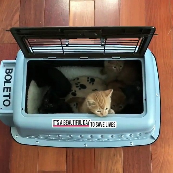 How what a beautiful kitties i just bought & New home kitties