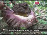 Warga Temukan Bunga Bangkai Tumbuh di Kebun Pisang - iNews Pagi 21/10