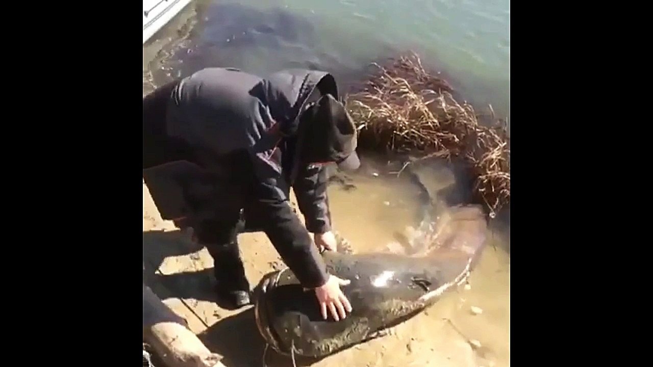 Catch That Giant Cat Fish and Put Back in the Water. Excellent