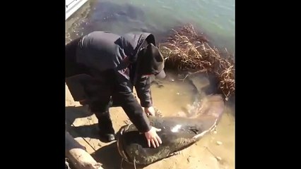 Catch That Giant Cat Fish and Put Back in the Water. Excellent