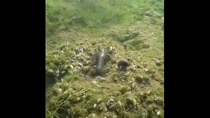 Hungry Smallmouth Bass Fight With Crawfish
