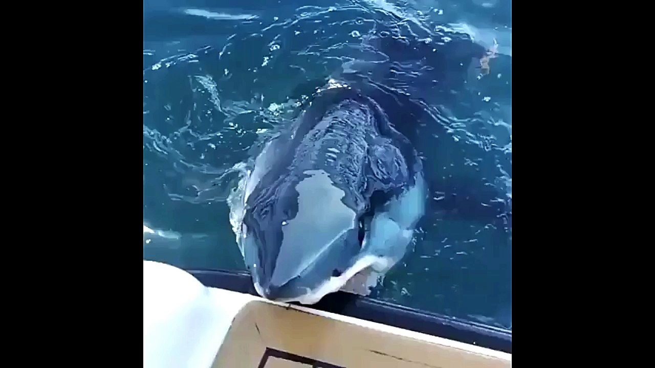Shark Bite Boat