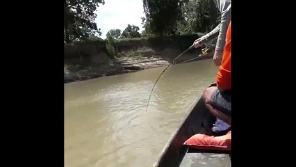 Pure Power Alligator Gar