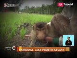 Parbodat, Si Beruk Pemetik Kelapa - iNews Siang 03/11