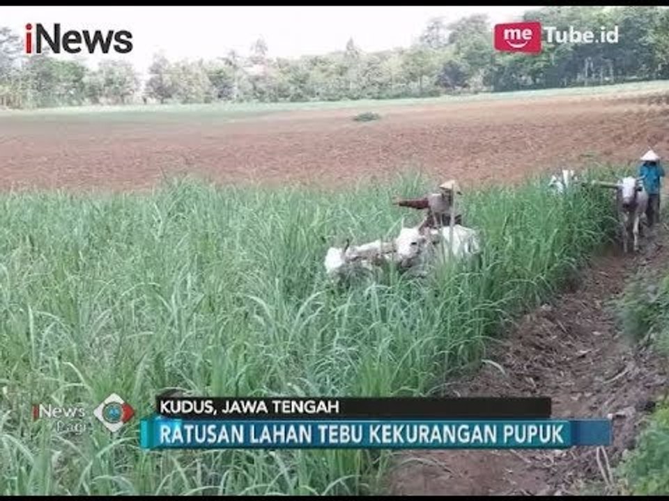 Petani Tebu Kekurangan Pupuk, Panen Tebu Ditahun Depan Terancam Buruk - iNews Pagi 13/11