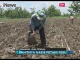 Pahitnya nasib Petani Tebu, Hasil Panen Tak Sebanding dengan Biaya Produksi - iNews Pagi 14/11