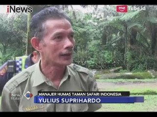 Satwanya Diberikan Minuman Beralkohol, Pihak Taman Safari Angkat Bicara - iNews Malam 15/11
