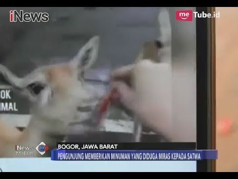 [Viral] Sejumlah Pengunjung Taman Safari Memberikan Miras Kepada Satwa - iNews Malam 15/11