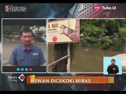 Kondisi Terkini Satwa di Taman Safari yang Dicekoki Minuman Keras - iNews Siang 16/11