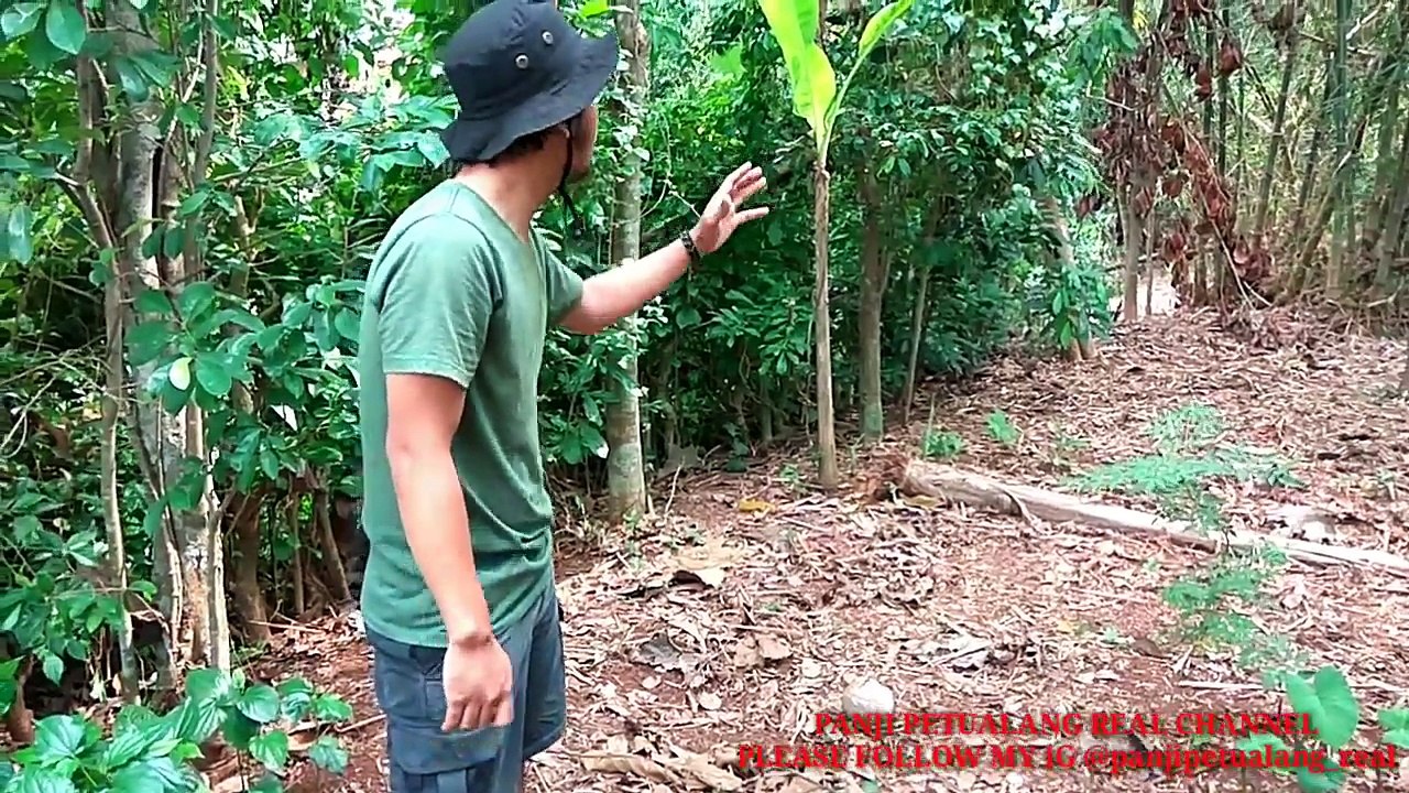 King cobra penunggu hutan bambu