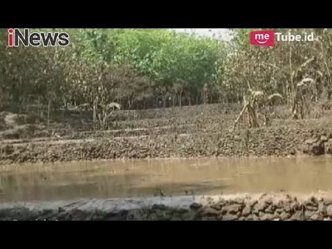 Pasca Banjir, Area Gunung Kidul Tertutup Lumpur Hingga Setinggi 80 Cm - Special Report 05/12