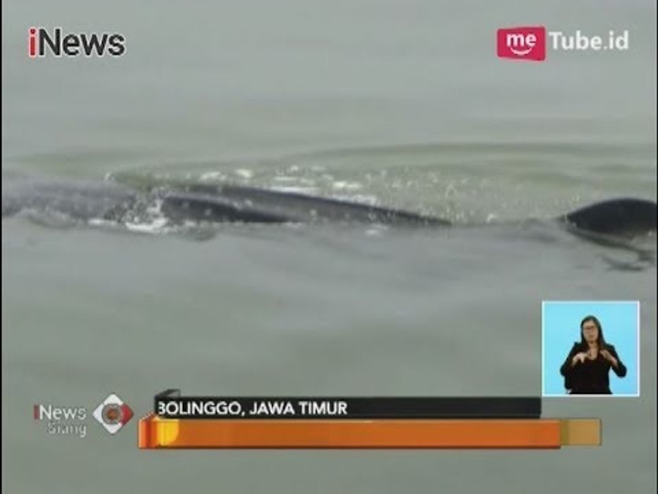 Peduli Ekosistem, Polair Jaga Keberadaan Hiu Tutul di Perairannya - iNews Siang 07/12