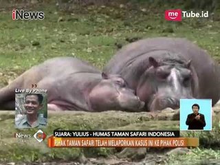 TSI Telah Lapor Polisi Terkait Kasus Pengunjung Memberi Miras ke Hewan - iNews Siang 17/11