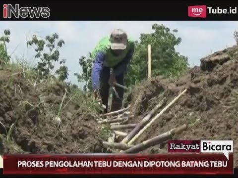 Harga Tebu Turun Pasca Pemerintah Import Gula Part 02 - Rakyat Bicara 19/11