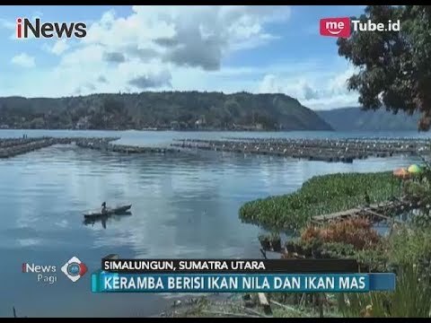 Pudar, Keindahan Danau Toba Tercemar Oleh Keramba Jaring Apung - iNews Pagi 27/11