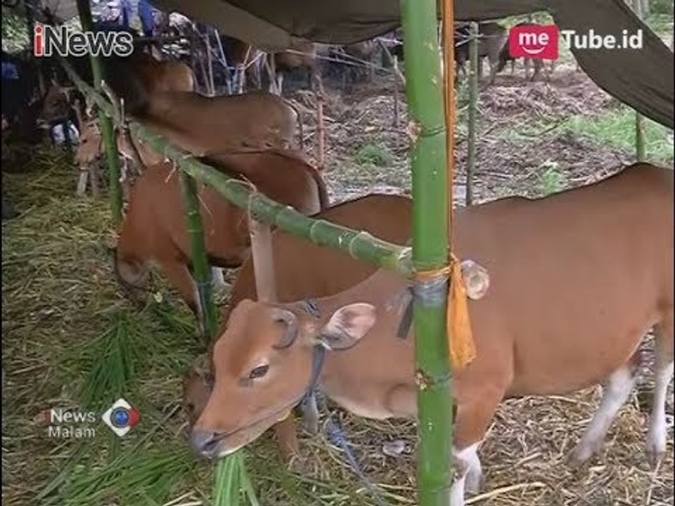 Ratusan Hewan Diungsikan ke Posko Pengungsian Khusus Ternak - iNews Malam 04/12