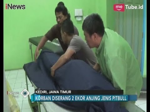 Tewas Digigit Anjing Pitbull, Kakek Pencari Kayu di Kediri Alami Luka Cabikan - iNews Pagi 22/01