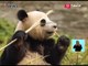 Kelucuannya Panda Nuan-nuan di China yang Baru Lahir di Malaysia - iNews Siang 28/12