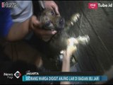 Anjing Liar Gigit Warga di Cengkareng, Petugas Damkar Bantu Penyelamatan - iNews Pagi 28/12