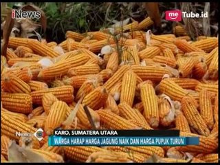 Para Petani Jagung di Tanah Karo Mengeluhkan Anjloknya Harga Jagung di Pasaran - iNews Pagi 08/01