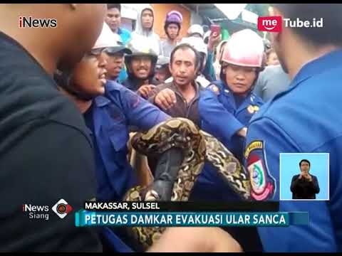 Ular Sanca 3 Meter Muncul di Selokan, Hebohkan Warga Makassar - iNews Siang 18/01