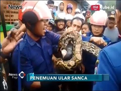 Warga Makasar Gegerrr!! Ada Ular Sanca Raksasa 3 Meter di Selokan Perumahan - iNews Pagi 18/01