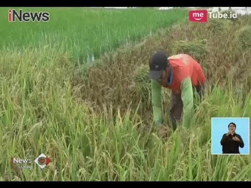Khawatir Harga Beras Anjlok, Petani Tuban Tolak Pemerintah Impor Beras - iNews Siang 23/01