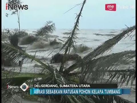 Kawasan Hutan Negara Pantai Labu Terancam Punah Akibat Dihantam Abrasi - iNews Pagi 23/01