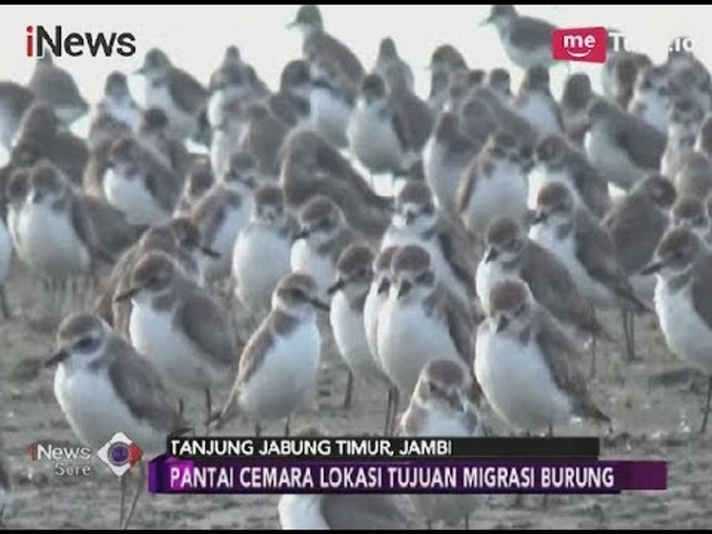 Destinasi Liburan Pantai Cemara Jambi Tempat Burung Bermigrasi Inews Sore 2001