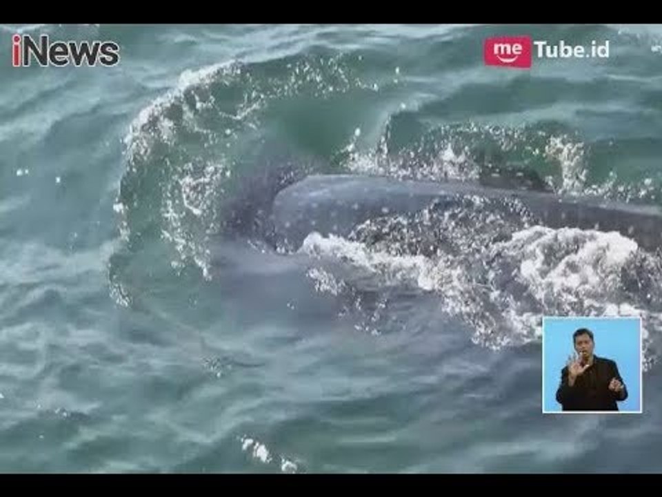 Fenomena Unik Kemunculan Hiu Tutul Dengan Jumlah Puluhan - iNews Siang 11/02