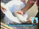 Jelang Imlek, Ikan Dewa Seharga Rp 1 Juta Per Kilo Banyak Diburu - iNews Siang 14/02