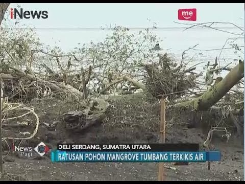 Meski Ditolak Warga, Penambangan Pasir Laut di Pantai Labu Tetap Dilakukan - iNews Pagi 15/02
