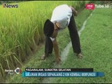 Berkat iNews, Warga Danau Alai Bisa Nikmati Perbaikan Saluran Irigasi - iNews Pagi 16/02
