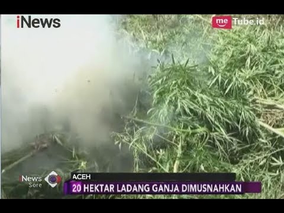 Ladang Ganja 20 Hektar di Area Perbukitan Aceh Utara Dimusnahkan Aparat TNI - iNews Sore 16/02